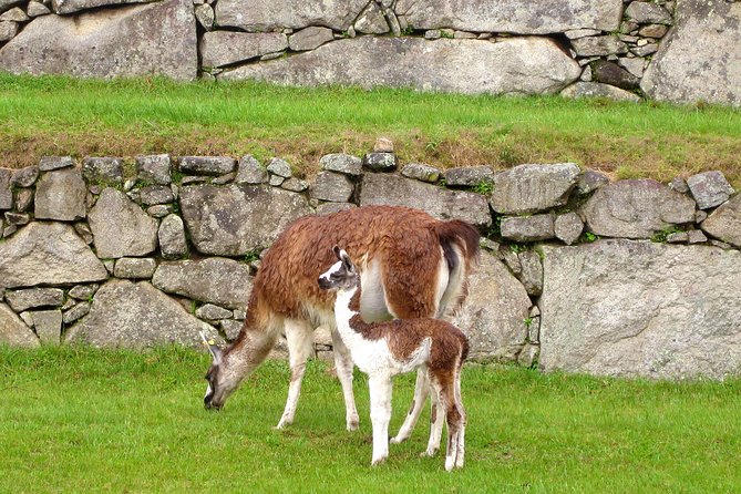 2 Day - Tour to Machu Picchu from Cusco - Group Service - The Price Question: Is $480 Fair for What You Get?