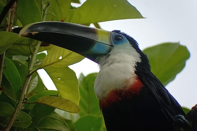 3-Day Eco-Sustainable Private Tour Manu National Park - Ninamarca tombs and cloud forest birds: where the trip starts to feel alive