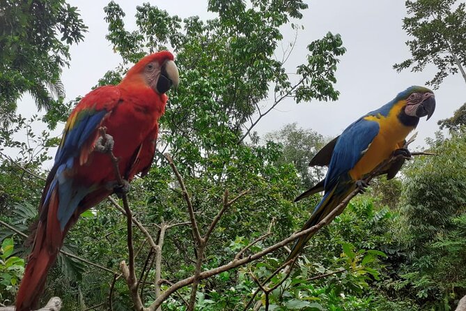 3-Day Eco-Sustainable Private Tour Manu National Park - The 2-hour forest trail: what to expect and how to handle it
