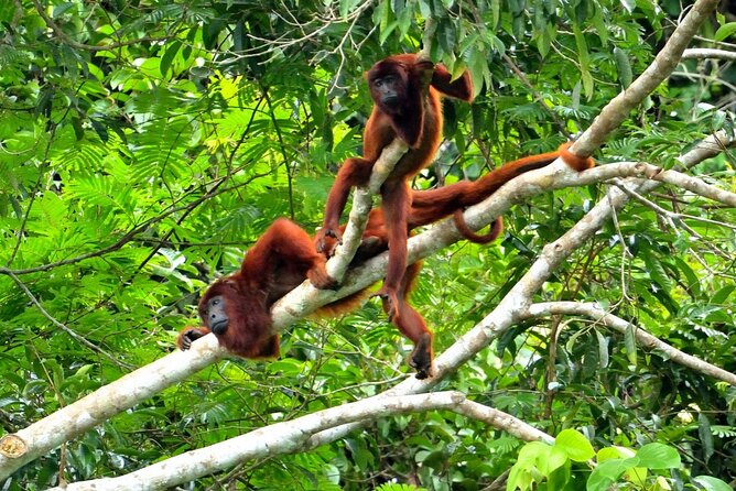 3-Day Eco-Sustainable Private Tour Manu National Park - Price and value: what $389 buys you (and what to watch)