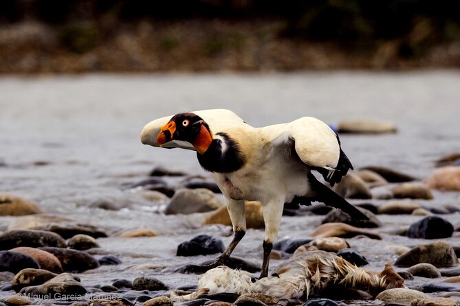 4 Day Tour to the Manu National Park - Day 1: Cusco to Pilcopata and the Cloud Forest Wildlife Stops