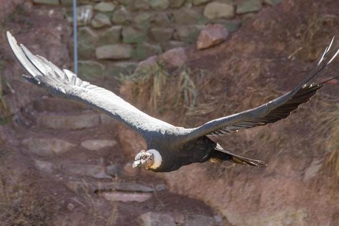 Cochahuasi Animal Sanctuary® Admission Ticket - Key highlights to know before you go