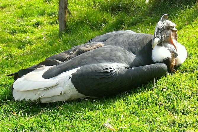 Cochahuasi Animal Sanctuary® Admission Ticket - Cochahuasi in Cusco: a realistic 45–90 minute wildlife visit