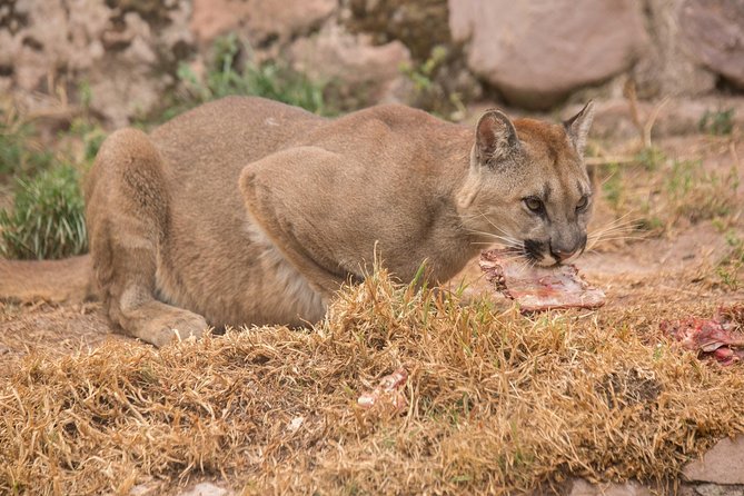 Cochahuasi Animal Sanctuary® Admission Ticket - Andean wildlife you might see, plus the hard truth about release