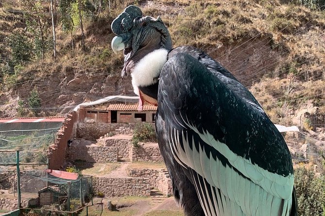 Cochahuasi Animal Sanctuary® Admission Ticket - Getting there from Cusco: the remote factor and how to avoid headaches