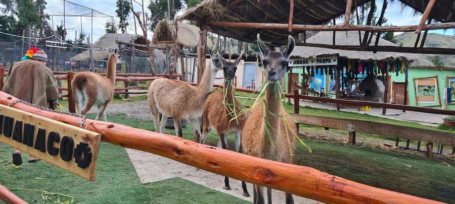 Cusco: Alpaca and Llama Farm Tour w/ Transfer & Weaving Demo - Key things that make this tour worth your time