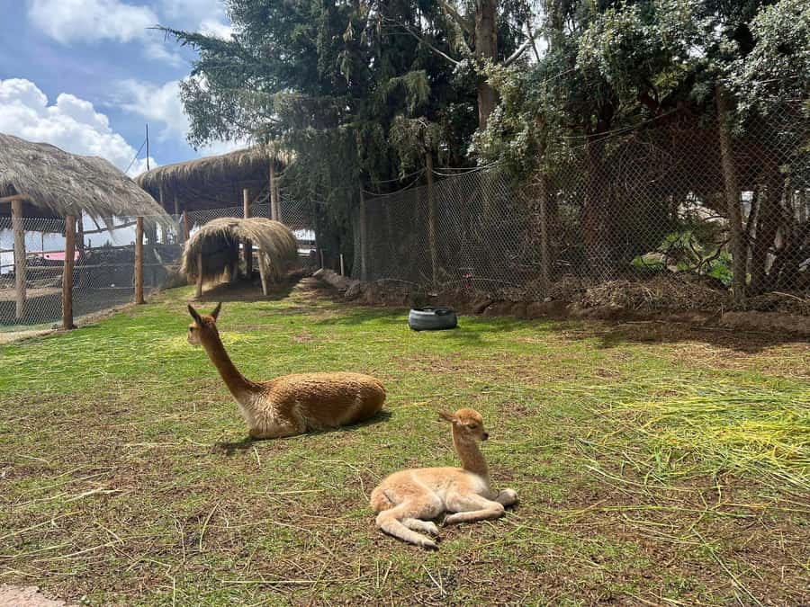 Cusco: Alpaca and Llama Farm Tour w/ Transfer & Weaving Demo - Cusco Alpaca and Llama Farm: a fast countryside reset