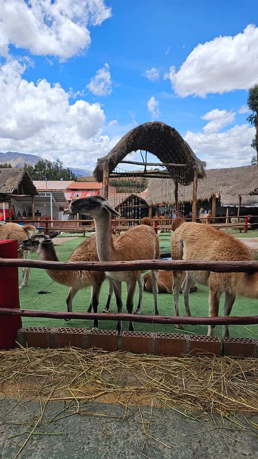 Cusco: Alpaca and Llama Farm Tour w/ Transfer & Weaving Demo - Manos de la Comunidad: where the Inca connection becomes real