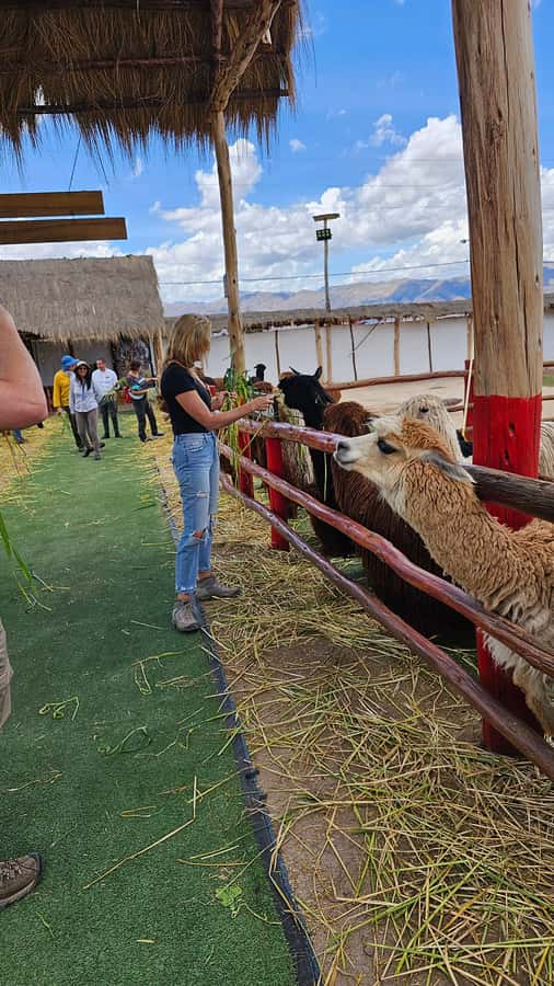 Cusco: Alpaca and Llama Farm Tour w/ Transfer & Weaving Demo - Weaving demo: the skill behind the scarves