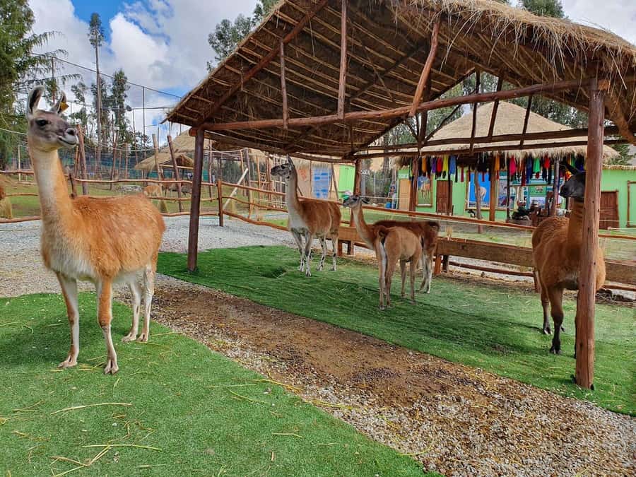 Cusco: Alpaca and Llama Farm Tour w/ Transfer & Weaving Demo - Price and value: why $34 can be a fair deal
