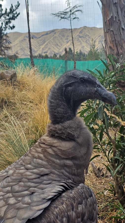 Cusco: Alpaca and Llama Farm Tour w/ Transfer & Weaving Demo - The gift shop question: souvenirs without regret