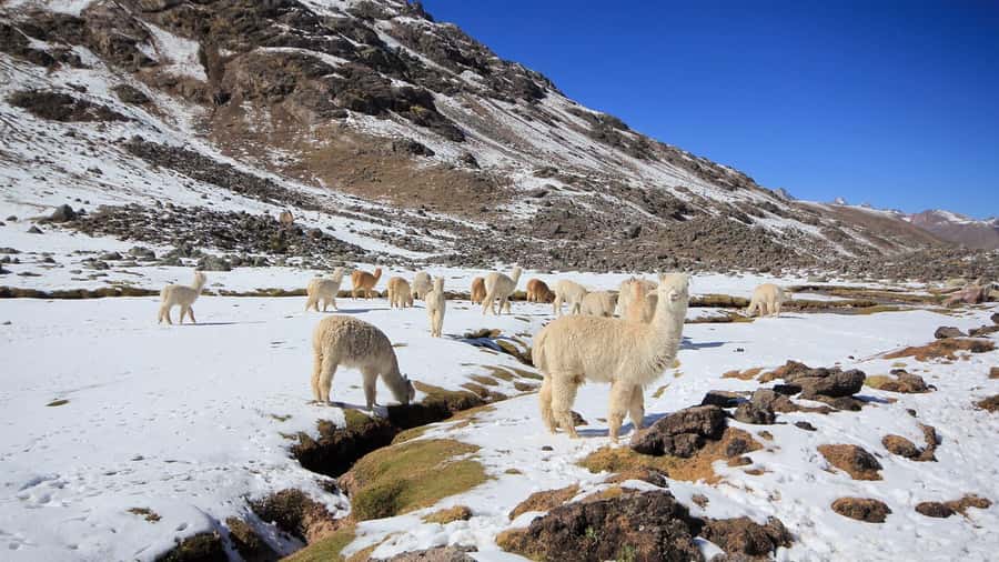 Cusco: Ausangate Tour 7 Lagoons full day - Pacchanta lunch and the hot springs: where the day changes gears