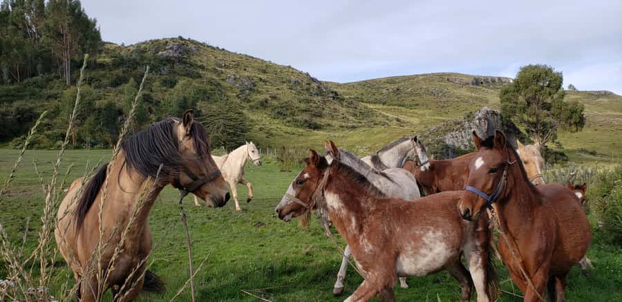 Cusco: Half-Day Horseback Riding at Devil's Balcony - Pickup and ranch briefing: where the tour sets you up