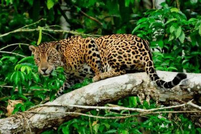 From Cusco: 4-Day Manu National Park Guided Tour - Day 1: Cusco valleys, Paucartambo museum, and misty forest sightings
