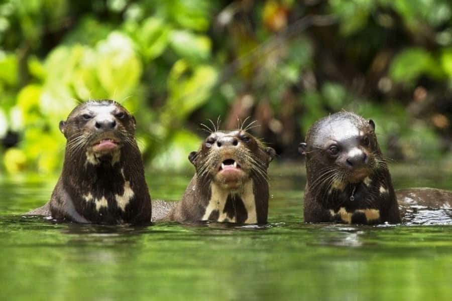 From Cusco: 4-Day Manu National Park Guided Tour - Price and value: does $427 make sense for four days in Manu?