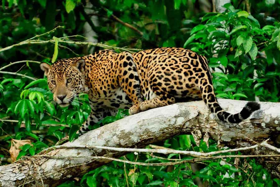 From Cusco: 4-Day Manu National Park Guided Tour - Day 1: Cusco valleys, Paucartambo museum, and misty forest sightings