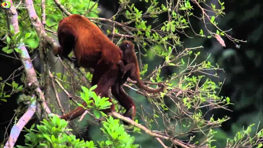 From Cusco: Manu National Park Tour & Accommodation 3 Days - Machuhuasi Oxbow Lagoon: boat strategy on the Alto Madre de Dios