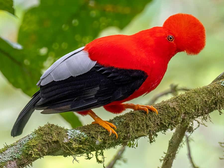 From Cusco: Manu National Park Tour & Accommodation 3 Days - Day 3 medicinal plant garden and the long return to Cusco