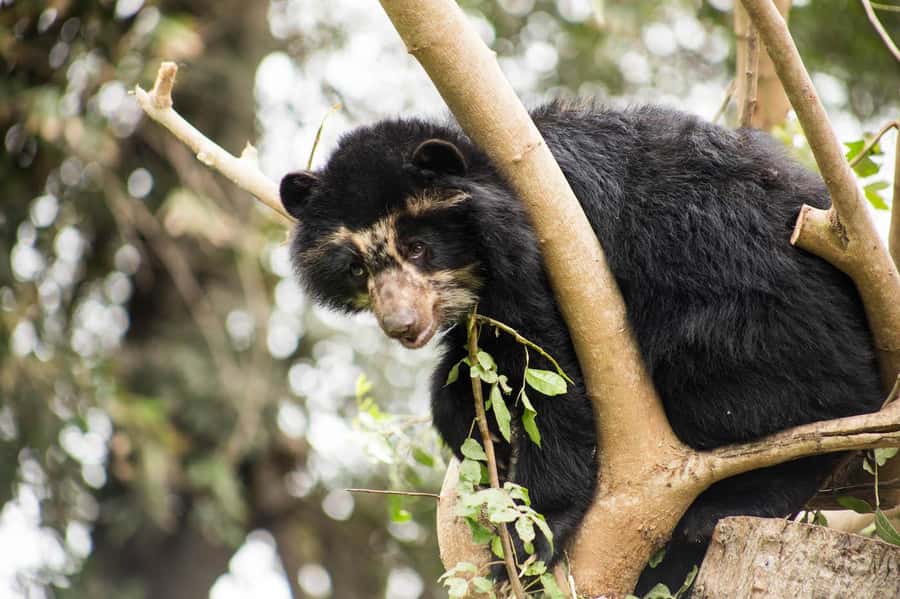From Cusco: Manu National Park Tour & Accommodation 3 Days - Wildlife you’re likely to see—and how to set your expectations