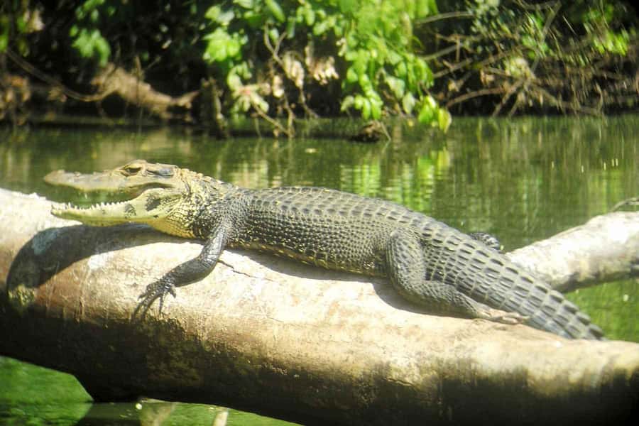 From Cusco: Manu National Park Tour & Accommodation 3 Days - Price and logistics: value comes from time in the right places