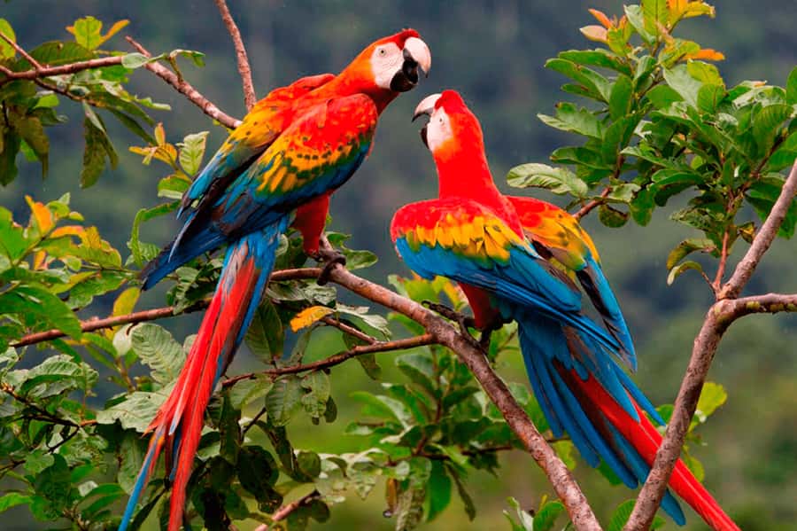 From Cusco: Manu National Park Tour & Accommodation 3 Days - Day 1 cloud forest walks, waterfalls, and the best kind of animal searching