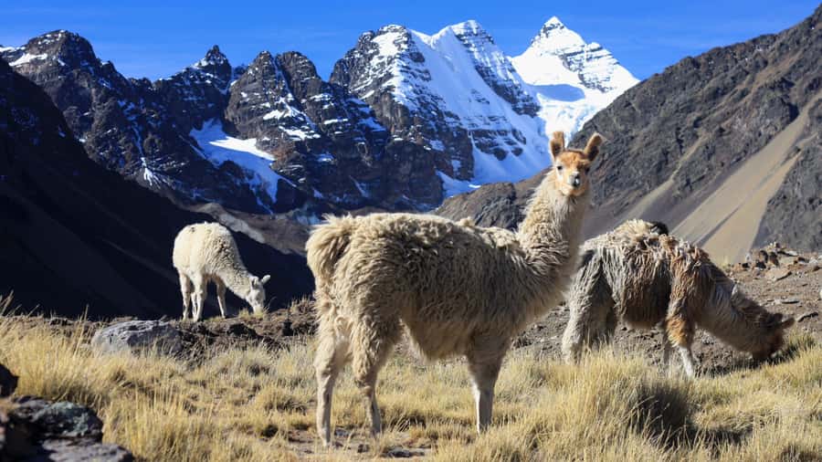 From Cusco: Rainbow Mountain Trek - Price and what $61 really buys you in the high-altitude world