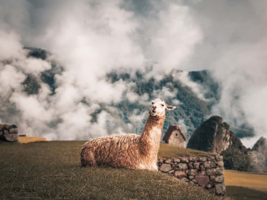 From Cusco: Sacred Valley & Machu Picchu 2-Day Tour by Train - What to Bring and What to Watch Out For