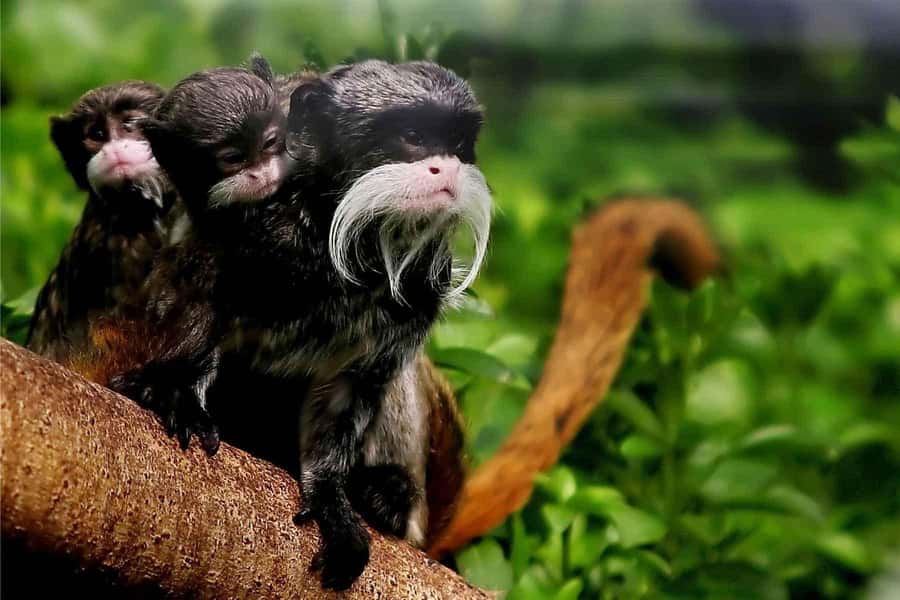 Living Nature from Cusco: 3 Days Manu Jungle all inclusive - Day 1 evening: Pilcopata Lodge and the “functional then magical” lodge contrast