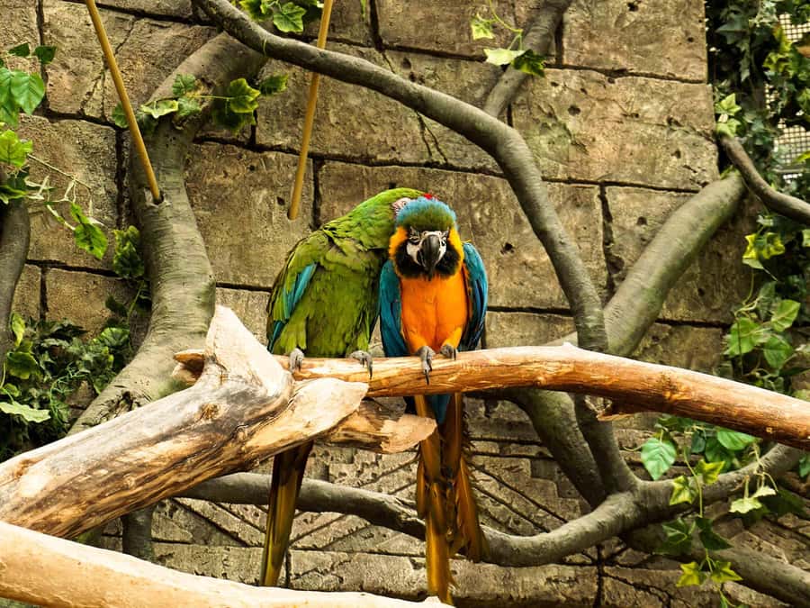 Living Nature from Cusco: 3 Days Manu Jungle all inclusive - Day 3: Parrot clay lick at first light and the ride back to Cusco