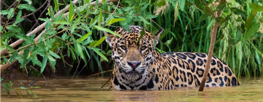 Living Nature from Cusco: 3 Days Manu Jungle all inclusive - Wildlife viewing that actually improves your odds