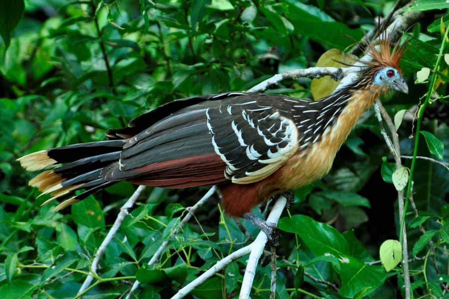 Living Nature from Cusco: 3 Days Manu Jungle all inclusive - Value and what’s truly included in the all-inclusive feel
