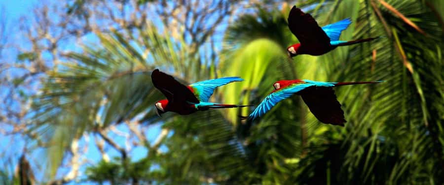 Living Nature from Cusco: 3 Days Manu Jungle all inclusive - The comfort checklist: altitudes, rain, bugs, and your body