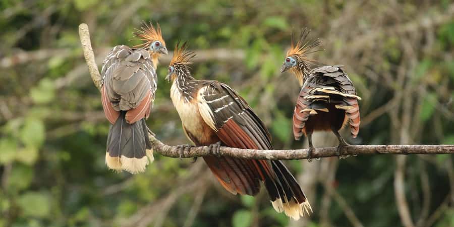 Living Nature from Cusco: 3 Days Manu Jungle all inclusive - Day 1: Cusco to cloud forest, Lupaca tombs, and Paucartambo