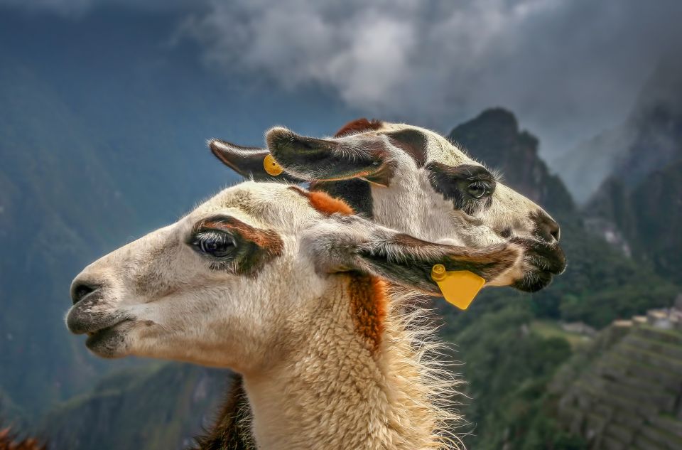Machu Picchu: Private Full-Day Tour with Afternoon Entrance - Returning Down: Train Back to Ollantaytambo and Hotel Pickup