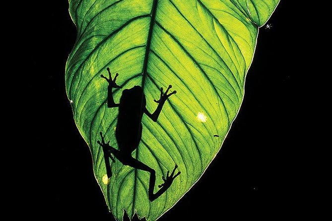 Manu Adventure (4 Days) - Night walks: how the jungle looks when the sun is gone
