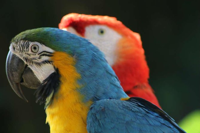 Manu Adventure (4 Days) - Day 3 jungle trails: monkeys, collared peccaries, eagles, parrots, toucans