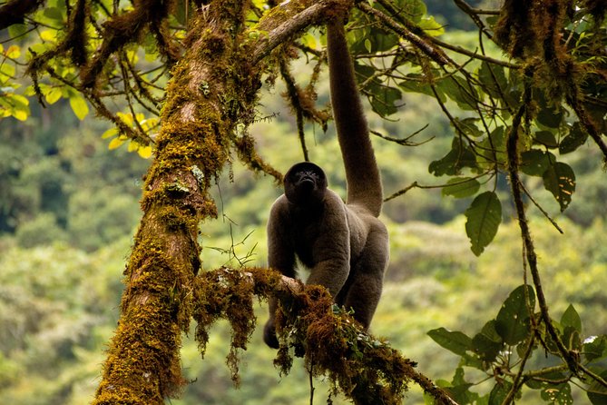 Manu National Park Tour 4days/3night - Eco-lodge bungalows: what comforts you’ll actually use