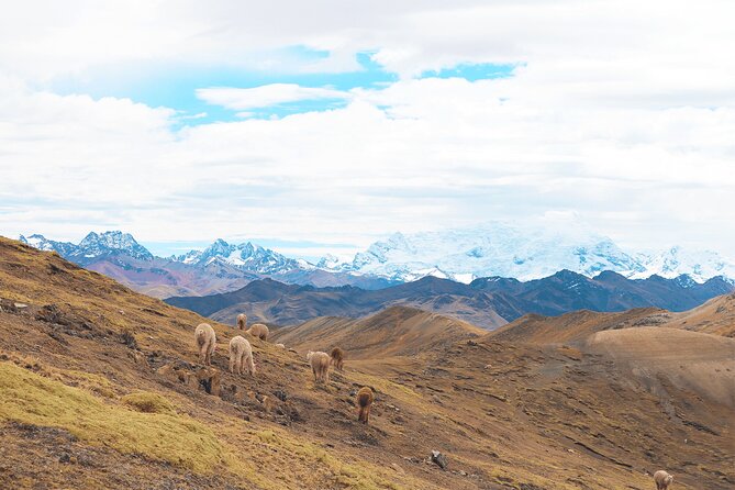 Palccoyo Rainbow Mountain Full Day Tour from Cusco - Food, guide, and comfort: what’s included and what you should bring anyway