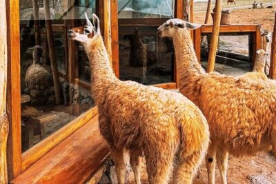Quad bikes in Moray and Salineras and Picnic with llamas - Salineras de Maras: the salt pans, the altitude, and why you’ll ride there by van