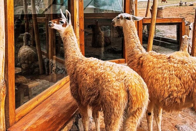 Quad bikes in Moray and Salineras and Picnic with llamas - Salineras de Maras: the salt pans, the altitude, and why you’ll ride there by van