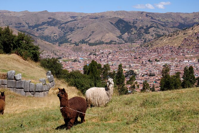 Sacsayhuaman Temple, Tambomachay and Puca Pucara Half-Day Tour - Guide quality: why bilingual explanations make a real difference