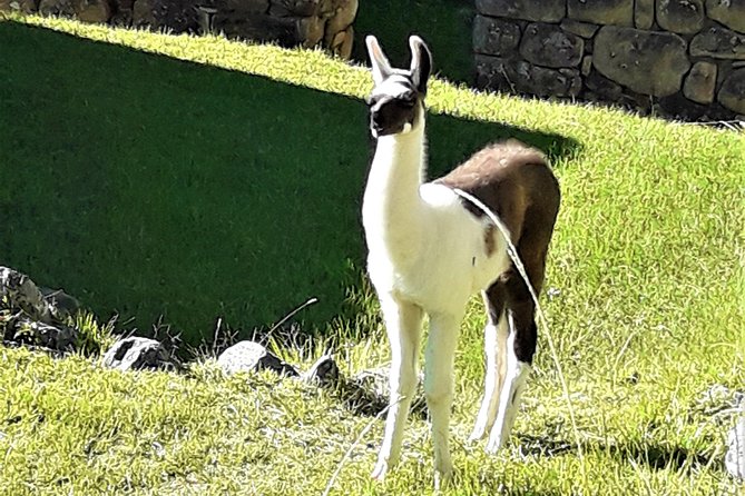Ultimate Lares Trek & Inca Trail 5 days - Day 3: Down to Huaran, then Ollantaytambo’s Inca-era streets