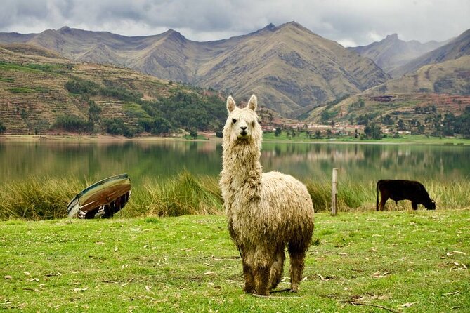 Wonderful Cusco 5-Day Tour with Entrance to Machupicchu - Day 5 Cusco wrap-up: breakfast and airport transfer